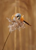 Sykorice vousata - Panurus biarmicus - Bearded Reedling o4619